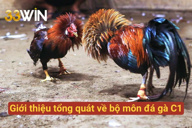Giới thiệu tổng quát về môn đá gà