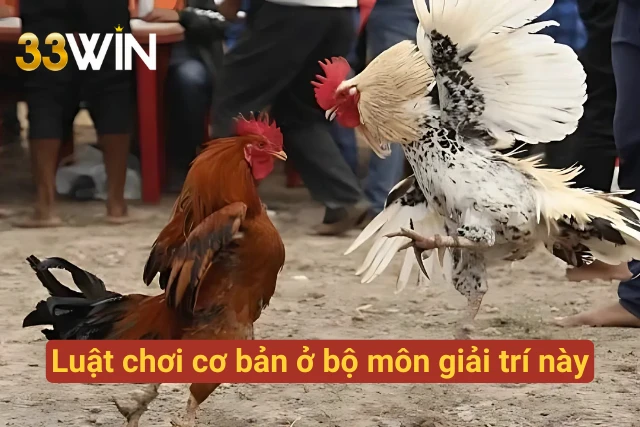 Luật chơi cơ bản ở chọi gà