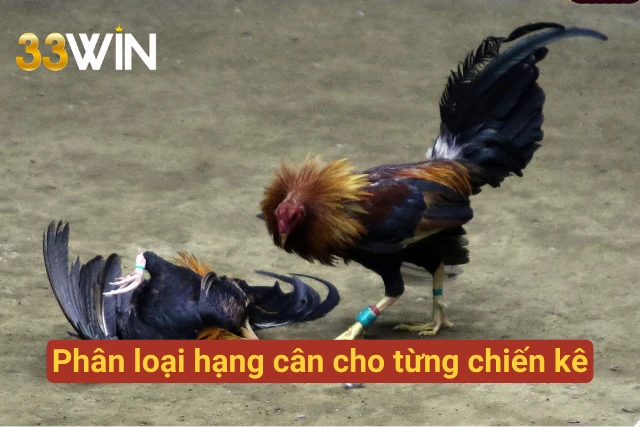 Phân loại hạng cân cho chiến kê